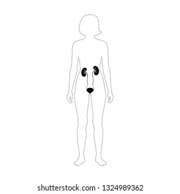 Vector isolated illustration of kidney anatomy. Human excretory system icon. Healthcare medical center, surgery, hospital, clinic, diagnostic logo. Internal donor organ symbol poster design. Donation