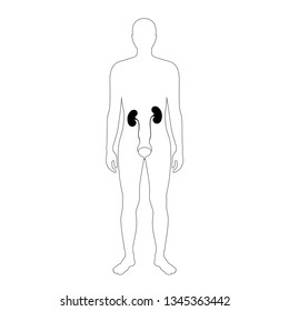 Vector isolated illustration of kidney anatomy. Human excretory system icon. Healthcare medical center, surgery, hospital, clinic, diagnostic logo. Internal donor organ symbol poster design. 