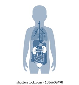 Vector isolated illustration of kidney anatomy in boy body. Human excretory system icon. Healthcare medical center, surgery, hospital, clinic logo. Internal donor organ symbol poster design. Donation