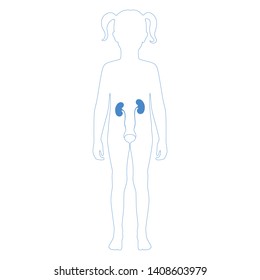 Vector isolated illustration of kidney anatomy in girl body. Human excretory system icon. Healthcare medical center, surgery, hospital, clinic logo. Internal donor organ symbol poster design. Donation