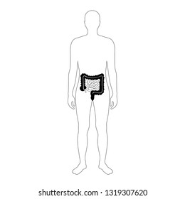 Vector isolated illustration of large and small intestine anatomy in male body. Human digestive system icon. Healthcare medical center, surgery, hospital, clinic logo. Internal organ symbol design. 