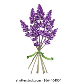 Vector isolated illustration of lavender bouquet with green ribbon.