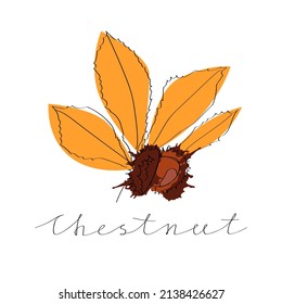 Vector isolated illustration with a linear dried chestnut nut in the peel and with yellow autumn leaves.