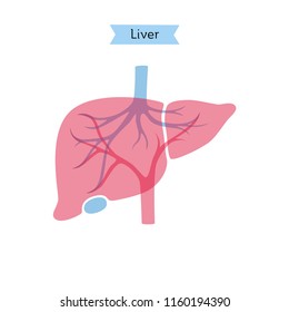 1,416 Liver transplantation vector icons Images, Stock Photos & Vectors ...