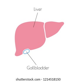 Vector isolated illustration of liver anatomy. Human digestive system icon. Healthcare medical center, surgery, hospital, clinic, diagnostic logo. Internal donor organ symbol poster design. Donation 
