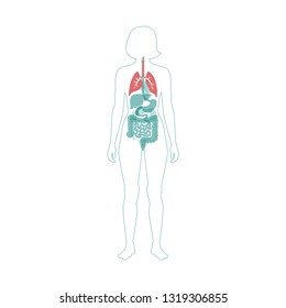 Vector isolated illustration of lung anatomy. Human respiratory system icon. Healthcare medical center, surgery, hospital, clinic, diagnostic logo. Internal donor organ symbol poster design. donation