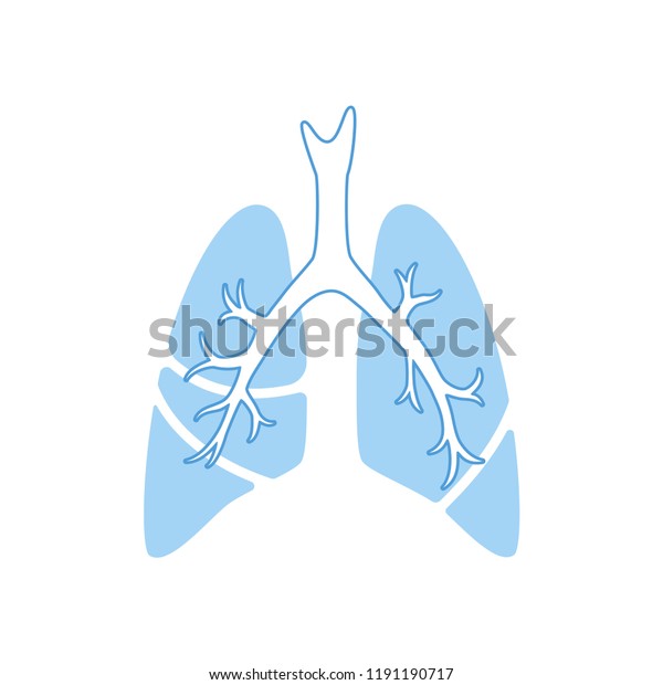 Vector Isolated Illustration Lung Anatomy Human Stock Vector (Royalty ...