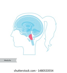 Medulla oblongata