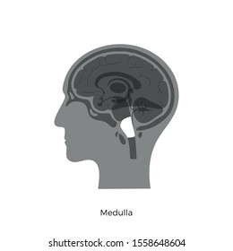 Medulla Oblongata High Res Stock Images Shutterstock