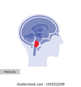 Vector isolated illustration of Medulla oblongata - hindbrain, part of brain stem in man head. Human brain anatomy. Medical infographics for poster, education and medical use. Sagittal view of brain