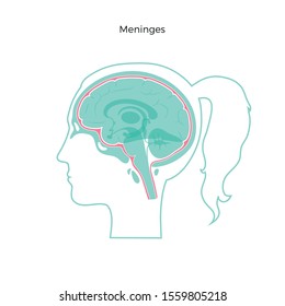 Vector isolated illustration of Meninges in woman head. Human brain components detailed anatomy. Medical infographics for poster, educational, science and medical use. Sagittal view of the brain