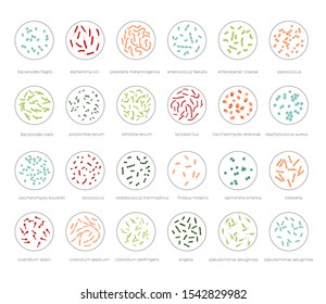 Vector isolated illustration of most common pathogenic and beneficial, bad and good bacteria. Human gut microbiota. Medical infographics for poster, educational, science 