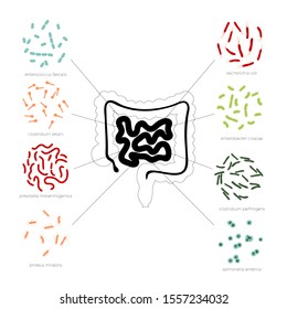 Vector isolated illustration of most common pathogenic bad bacteria with descriptions. Dangerous pathogen causing infection diseases icon. Medical infographics for poster, educational, science 