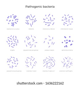 Vector isolated illustration of most common pathogenic bad bacteria with descriptions. Dangerous pathogen causing infection diseases icon. Medical infographics for poster, educational, science 