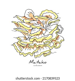 Vector isolated illustration of Mushrooms Grifola frondosa, maitake. Line style. You can used this objects in postcards, web design, etc. Concept of natural, fresh, raw foods.