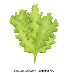 Vektorgrafik einzeln auf natürlichem Salatblatt. Frisches, gesundes und gesundes Essen vom Bauernhof oder Garten.