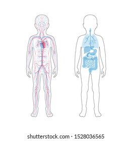 Vector isolated illustration of newborn child internal organs and circulatory system of boy. Stomach, liver, intestine, bladder, lung, testicle, spine, pancreas, kidney, heart, bladder icon. 
