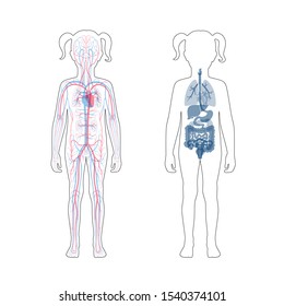 Vector isolated illustration of newborn child internal organs and circulatory system of girl. Stomach, liver, intestine, bladder, lung, testicle, spine, pancreas, kidney, heart, bladder icon. 