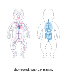 Vector isolated illustration of newborn child internal organs and circulatory system of baby. Stomach, liver, intestine, bladder, lung, testicle, spine, pancreas, kidney, heart, bladder icon. 