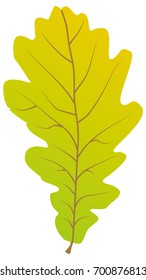 Vector isolated illustration of oak leaf