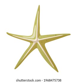 Vector isolated illustration on white background. Cartoon green thin starfish. Picture in a realistic style with a gradient.