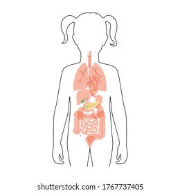 Vector isolated illustration of pancreas, duodenum and gallbladder anatomy in girl body. Human digestive system icon. Healthcare medical center, hospital, clinic logo. Internal organ poster design