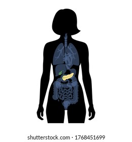 Vector isolated illustration of pancreas, duodenum and gallbladder anatomy in female body. Human digestive system icon. Healthcare medical center, hospital, clinic logo. Internal organ symbol poster