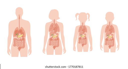 Vector isolated illustration of pancreas, duodenum and gallbladder anatomy in boy, girl, woman and man body. Human digestive system. Healthcare medical center, hospital, clinic logo. Internal organ