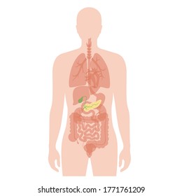 Vector isolated illustration of pancreas, duodenum and gallbladder anatomy in male body. Human digestive system icon. Healthcare medical center, hospital, clinic logo. Internal organ symbol poster