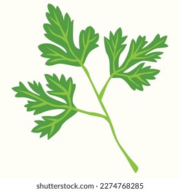 Vector isolated illustration of parsley leaves 