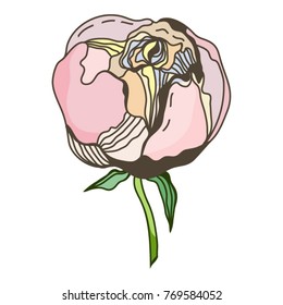 Vector isolated illustration of peony.