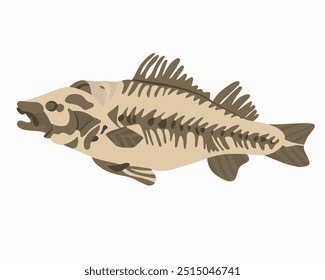 Vector isolated illustration of a perch skeleton.