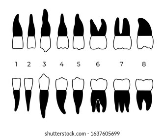 Vector isolated illustration of permanent human teeth dentition. Full infographic chart with teeth types for upper and lower jaws isolated on white. Top and side view.