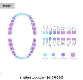 Vector isolated illustration of permanent human teeth dentition. Full infographic chart with teeth types for upper and lower jaws isolated on white. Top and side view.