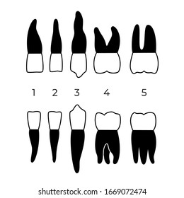 Vector isolated illustration of permanent human teeth dentition. Full infographic chart with teeth types for upper and lower jaws isolated on white. Top and side view.