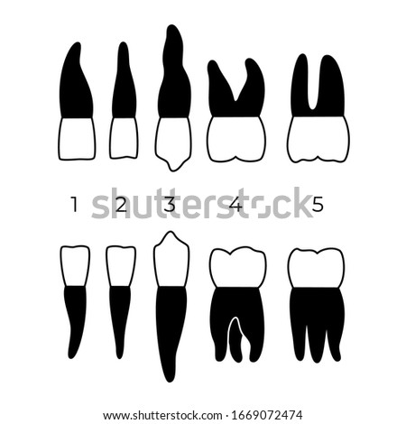 Vector isolated illustration of permanent human teeth dentition. Full infographic chart with teeth types for upper and lower jaws isolated on white. Top and side view.