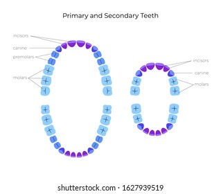 Vector isolated illustration of permanent and temporary teeth dentition anatomy. Adult and baby human upper and lower jaw. Orthodontist concept. Tooth icon. Dentist flat sign, symbol.