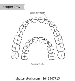 Vector isolated illustration of permanent and temporary teeth dentition anatomy. Adult and baby human upper jaw. Orthodontist concept. Tooth icon. Dentist flat sign, symbol.