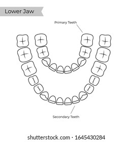 Vector isolated illustration of permanent and temporary teeth dentition anatomy. Adult and baby human  lower jaw. Orthodontist concept. Tooth icon. Dentist flat sign, symbol.