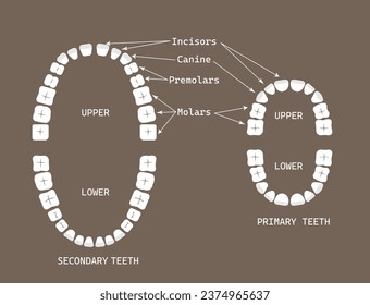 Vector isolated illustration of permanent and temporary teeth dentition anatomy. Adult and baby human upper and lower jaw. Orthodontist concept. Tooth icon. Dentist flat sign, symbol.Upper and lower 