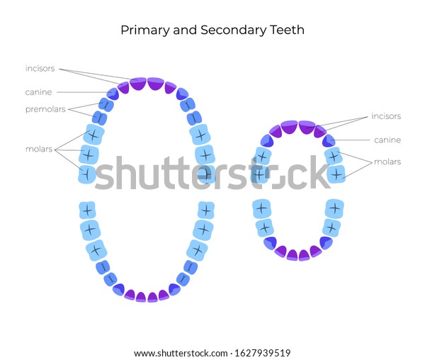 Vector Isolated Illustration Permanent Temporary Teeth Stock Vector ...