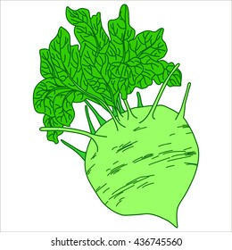 Vector isolated illustration. Picture cabbage kohlrabi on a white background. Fresh kohlrabi. Organic kohlrabi. Farm kohlrabi.