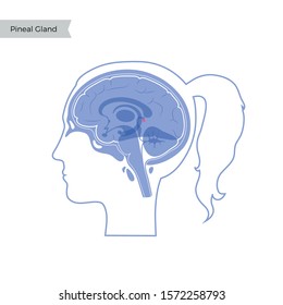 Vector isolated illustration of Pineal gland in woman head. Human brain components detailed anatomy. Medical infographics for poster, educational, science and medical use. Sagittal view of the brain