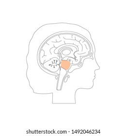 Vector isolated illustration of Pons hindbrain, part of brain stem in woman head. Human brain anatomy. Medical infographics for poster, educational, science and medical use. Sagittal view of brain