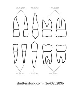 Vector isolated illustration of primary temporary teeth dentition anatomy.  Orthodontist concept. Tooth icon. Dentist, clinic, stomatology flat sign, symbol.