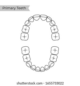 Vector isolated illustration of primary temporary teeth dentition anatomy. Baby human upper and lower jaw. Orthodontist concept. Tooth icon. Dentist, clinic, stomatology flat sign, symbol.