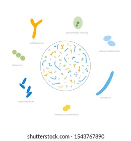 Vector isolated illustration of probiotics,  good beneficial bacteria and microorganisms. Lactobacillus, bifidobacteria, streptococcus icon. Medical infographics for poster, educational, science 