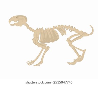 Vector isolated illustration of a rabbit skeleton on a white background. Study of zoology.