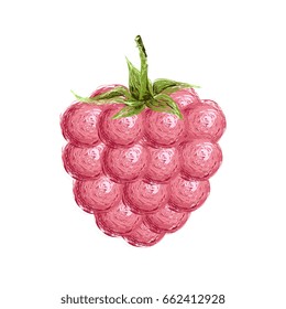 Vector isolated illustration. Raspberries hand drawn.