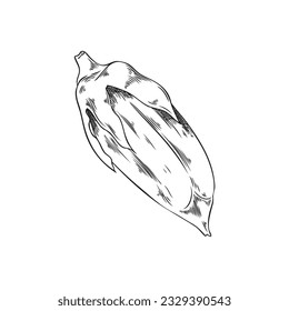 Vector isolated illustration of raw Sesame purified capsules of seeds. Colorless sketch of agricultural healthy plant, natural food, organic oil, bio spice. Engraving hand drawning on white background